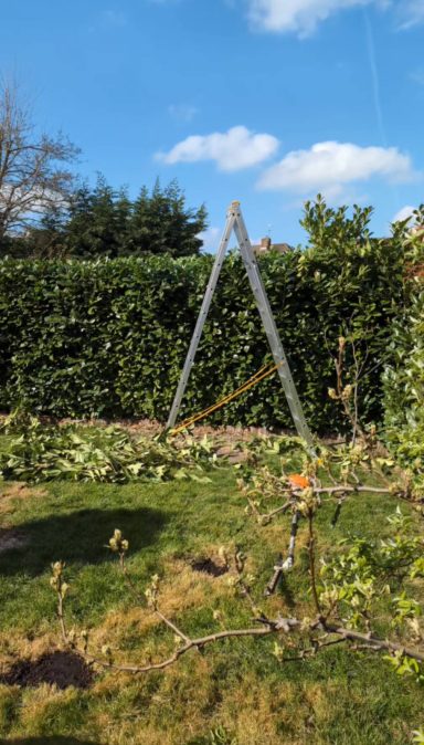 Professional hedge trimming in action, maintaining a neat and tidy garden appearance