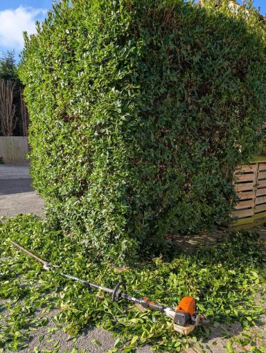 Professional hedge trimming in action, maintaining a neat and tidy garden appearance