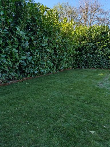 Lush new lawn bordered by a neatly trimmed laurel hedge, creating a tranquil garden environment
