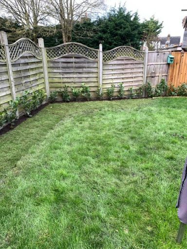 Planted laurel shrubs forming a border around a garden, providing greenery and natural privacy